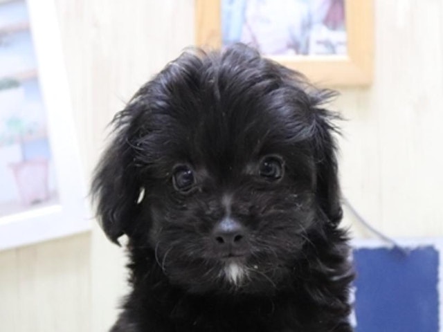 鳥取県のハーフ犬 (ペッツワンFC鳥取店/2024年4月16日生まれ/男の子/ブラック)の子犬